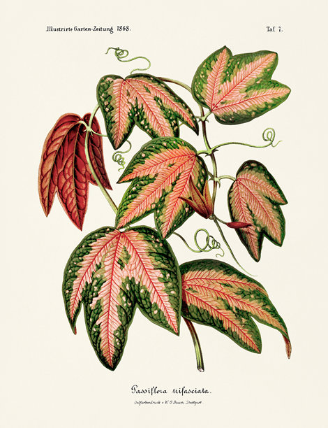 1868年出版的植物插画，19世纪的详细自然历史艺术品图片下载