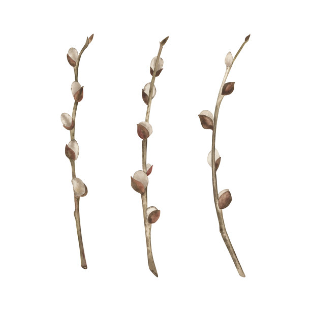 白色背景上孤立的柳树枝。这幅水彩插画采用植物风格，以米色和棕色调绘制。适合装饰复活节卡片、节日和包装。图片下载