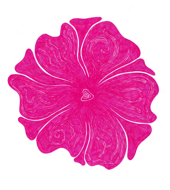 背景为白色的、带有明显马克笔笔触的大朵粉色倒挂金钟的精细手绘插画。图片下载