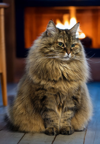 一只西伯利亚猫在壁炉旁放松的室内照片图片下载