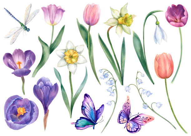 水彩花卉 春季报春花 白色背景：郁金香、番红花、铃兰、水仙和蝴蝶、蜻蜓。植物插画 手绘。大型盛开套装图片下载