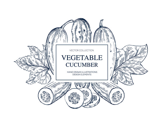 黄瓜、卷须、花、叶子 手绘 隔离矢量插画横幅。健康食品。贺卡模板、餐厅菜单、包装。精细植物素描。雕刻风格图片下载
