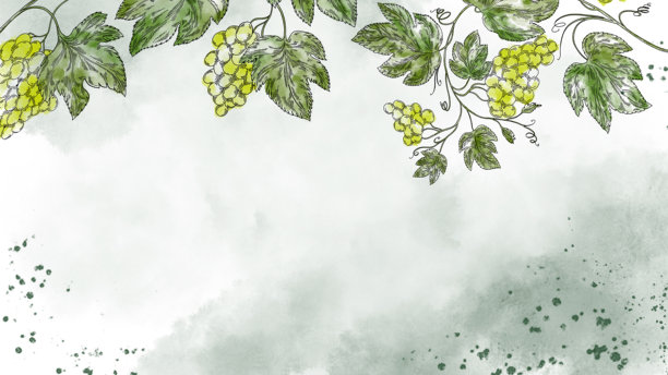 柔和背景上的水彩绿葡萄串和藤叶横幅。优雅的食物葡萄酒插画，适用于菜单设计、酒庄品牌、包装、请柬和葡萄园推广。图片下载