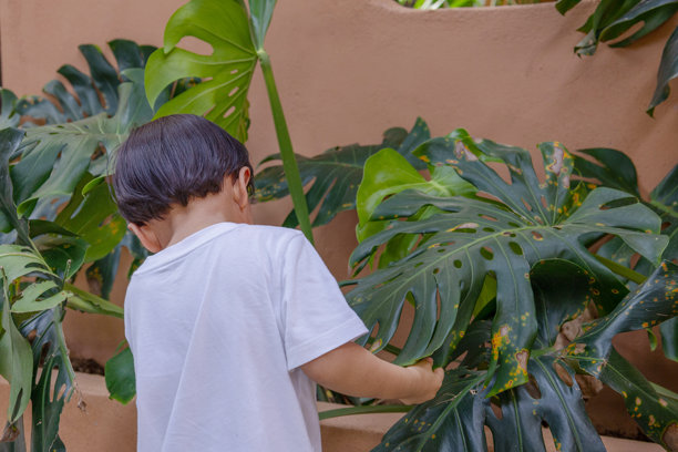 绿色生命与婴儿之手概念，净零排放，碳中和。未来环境，绿色未来。素材照片图片下载