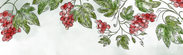 软背景上带有绿色葡萄串和藤叶的水彩横幅。优雅的食物美酒插画，适用于菜单设计、酒庄品牌、包装、请柬和葡萄园推广。图片下载