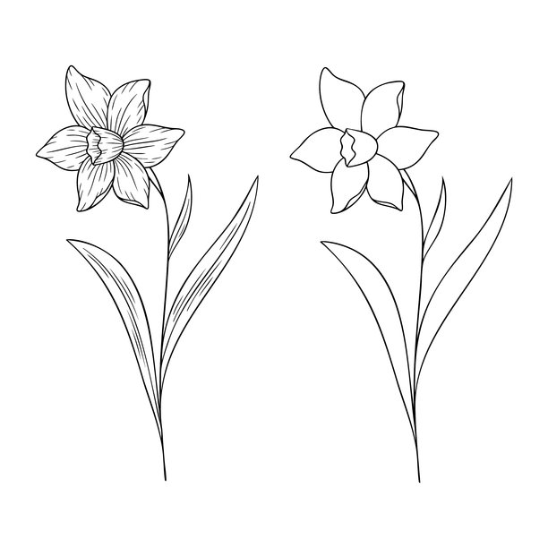 十二月诞生花水仙单线条艺术矢量图，单色风格。优雅的手绘植物插画，象征着生日月份、个性、简约和纹身设计理念。图片下载