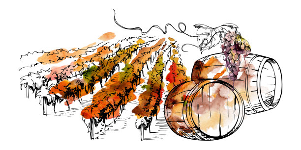 带有葡萄串特写的牧场、农田景观，点缀着藤蔓、成排的树木、橡木桶和酒桶。水彩手绘，附有墨水细节。插画风格，适合葡萄园文化主题、农场生活方式品牌推广。图片下载