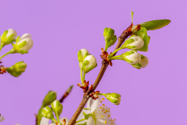 粉色背景下的李花盛开、生长照片。盛开的李子小粉花。图片下载