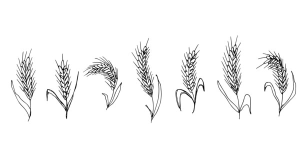 一套手绘谷物小麦燕麦黑麦大麦水稻穗状小束插画，有机小麦面包农业耕种收获健康食品，单个元素用于设计印刷包装标签装饰图片下载