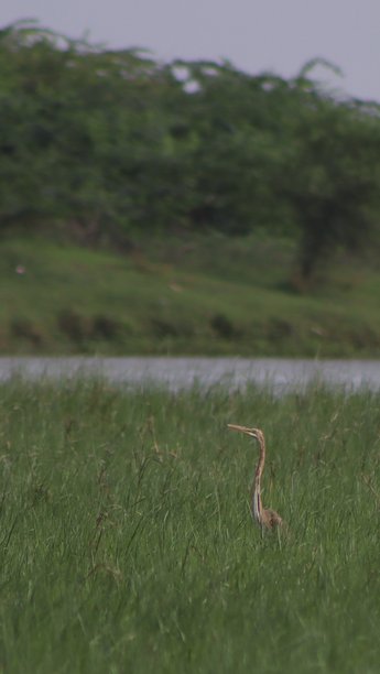 旅行途中在纳尔萨罗瓦拍摄的美丽可爱的紫水鸡摄影照片图片下载