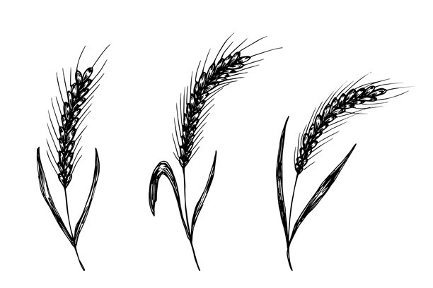 手绘麦穗、燕麦、黑麦、大麦、稻谷穗、麦粒插画集，有机小麦面包，农业，耕作，收获，健康食品，用于设计、印刷、包装、标签、装饰的单个元素图片下载