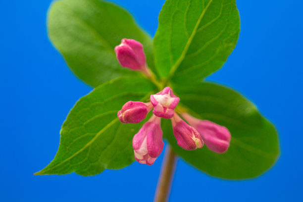蓝天背景下盛开的锦带花（Weigela florida）照片图片下载