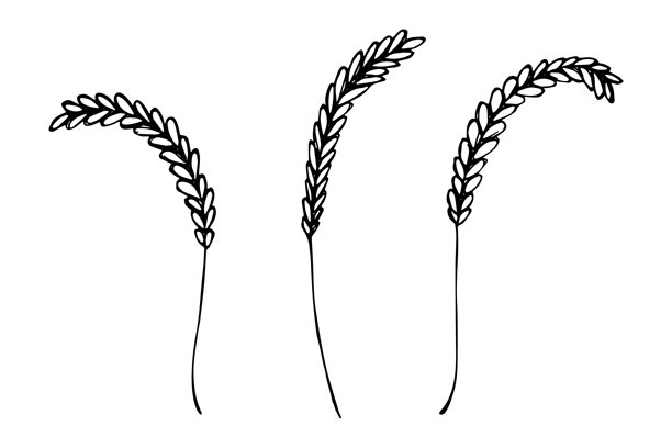 手绘谷物小麦燕麦黑麦大麦水稻麦穗小颗粒插画集，有机小麦面包，农业，耕作，收获，健康食品，单个元素，用于设计、印刷、包装、标签、装饰图片下载