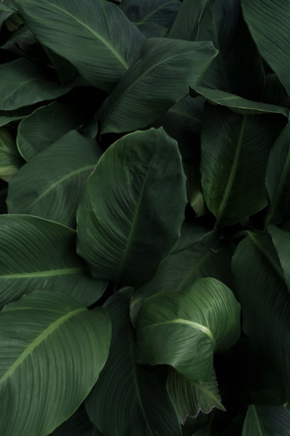 公园里的叶子，概念，深绿色，黑色背景图片（照片）图片下载