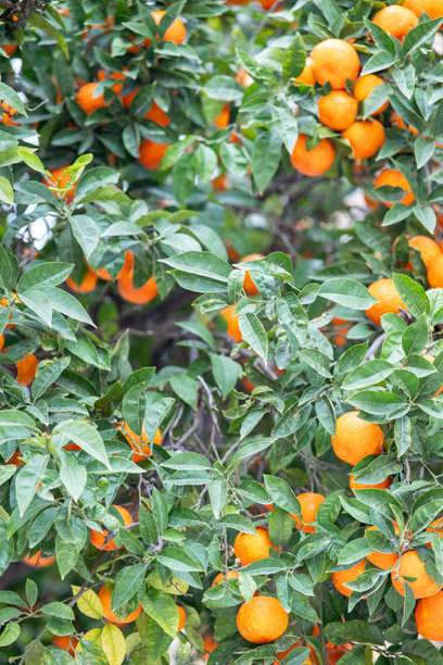 图片展示了一棵长满橙子的树图片下载
