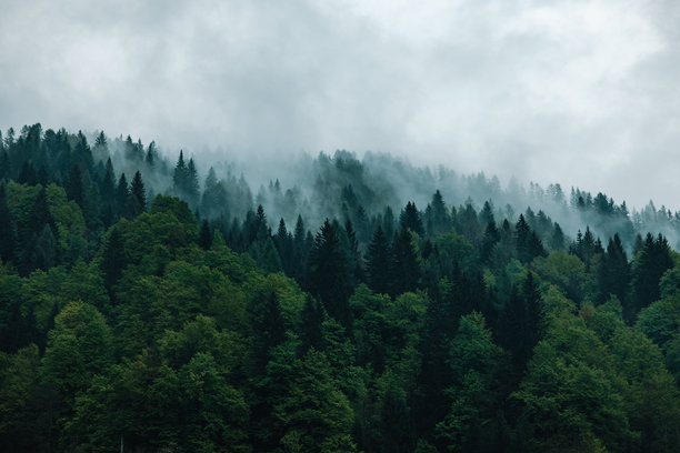 阴天时雾气弥漫的森林照片图片下载