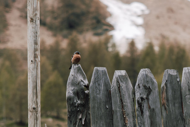 多洛米蒂山脉美丽鸟类照片图片下载