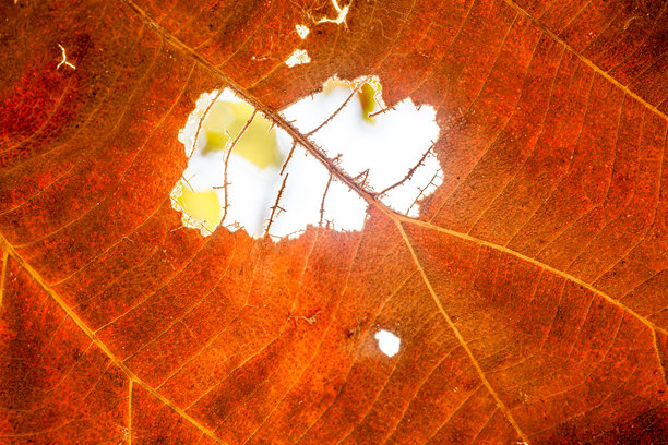 一张特写图片，展示了棕色干枯的叶子细节。图片下载