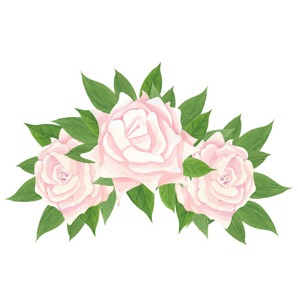 浅桃色玫瑰花朵，周围环绕着浓绿的叶子。插画采用水彩风格绘制，呈现出细腻、半透明的质感和柔和的色彩过渡。图片下载