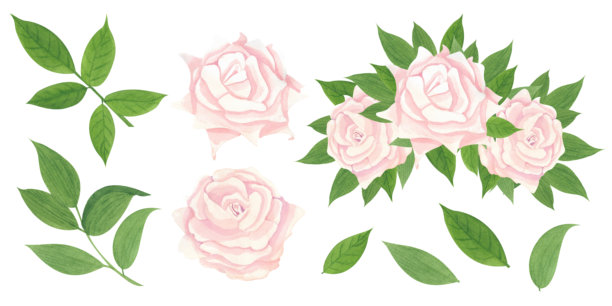 一套精致的桃色玫瑰、新鲜的绿叶以及用于创作独特花束的独立元素。插画风格为水彩。图片下载