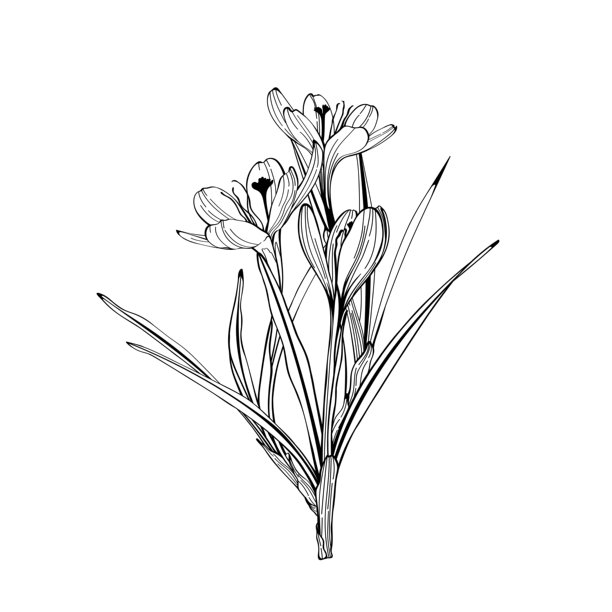 番红花或藏红花。花卉植物。孤立的插画元素。矢量手绘野花，可用作背景、纹理、包装图案、框架或边框。图片下载