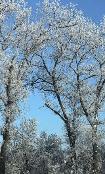 冬季风光，美丽的自然照片，冬季美丽的自然照片，树上的雪，覆雪的树枝，树枝上的霜，自然美学，美丽的冬季风光，雪覆盖的森林，寒冷季节的树木，寒冷天气，霜冻图片下载