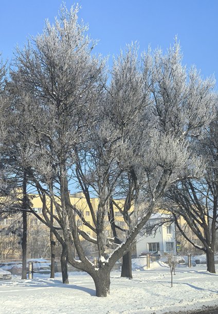 冬季风景，美丽的自然照片，冬季美丽的自然照片，树上的雪，覆雪的树枝，树枝上的霜，自然美学，美丽的冬季风景，积雪的森林，寒冷季节的树木，寒冷天气，霜冻图片下载