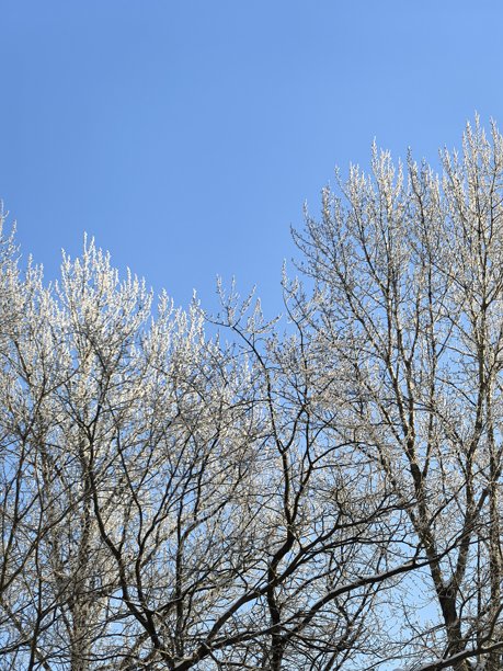 冬季风光，美丽的自然照片，冬季美丽的自然照片，树上的雪，覆盖着雪的树枝，树枝上的霜，自然美学，美丽的冬季风光，白雪覆盖的森林，寒冷季节的树木，寒冷天气，霜冻图片下载