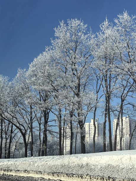 冬季景观，美丽的自然照片，冬季美丽的自然照片，树上的雪，雪覆盖的树枝，树枝上的霜，自然美学，美丽的冬季景观，雪覆盖的森林，寒冷季节的树木，寒冷天气，霜冻图片下载