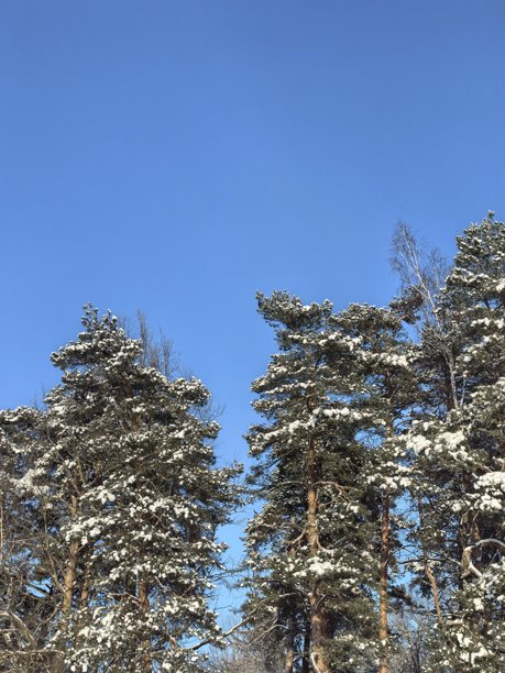 冬季景观，美丽的自然照片，冬季美丽的自然照片，树上的雪，覆盖着雪的树枝，树枝上的霜，自然美学，美丽的冬季景观，覆盖着雪的森林，寒冷季节的树木，寒冷的天气，霜冻图片下载