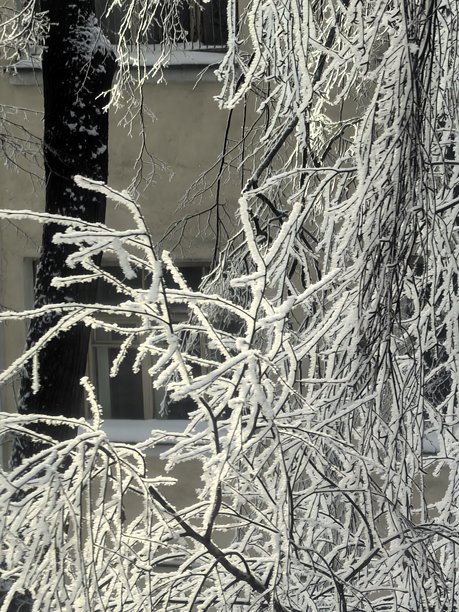 冬季景观，美丽的自然照片，冬季美丽的自然照片，树上的雪，覆盖树枝的雪，树枝上的霜，自然美学，美丽的冬季景观，雪覆盖的森林，寒冷季节的树木，寒冷天气，霜冻图片下载