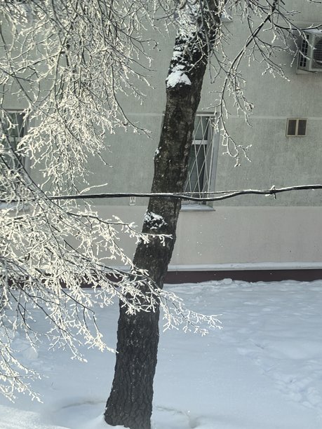 冬季风光，美丽的自然照片，冬季美丽的自然照片，树上的雪，覆雪的树枝，树枝上的霜，自然美学，美丽的冬季风光，覆雪的森林，寒冷季节的树木，寒冷天气，霜冻图片下载