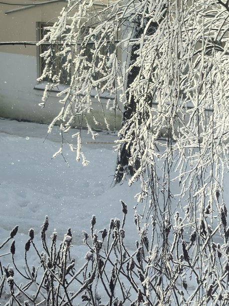 冬季风景，美丽的自然照片，冬季美丽的自然照片，树上的雪，覆盖着雪的树枝，树枝上的霜，自然美学，美丽的冬季景观，雪覆盖的森林，寒冷季节的树木，寒冷的天气，霜冻图片下载