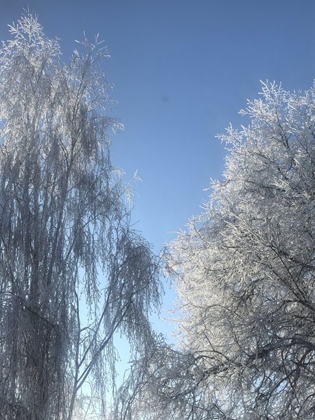 冬季风光，美丽的自然照片，冬季美丽的自然照片，树上的雪，覆雪的树枝，树枝上的霜，自然美学，美丽的冬季风光，雪林，寒冷季节的树木，寒冷天气，霜冻图片下载