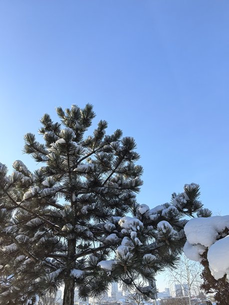 冬季风光，美丽的自然照片，冬季美丽的自然照片，树上的雪，雪覆盖的树枝，树枝上的霜，自然美学，美丽的冬季风光，雪覆盖的森林，寒冷季节的树木，寒冷天气，霜冻图片下载