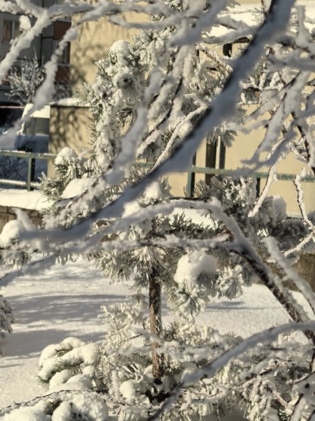 冬季风景，美丽的自然照片，冬季美丽的自然照片，树上的雪，雪覆盖的树枝，树枝上的霜，自然美学，美丽的冬季风景，雪覆盖的森林，寒冷季节的树木，寒冷天气，霜冻图片下载