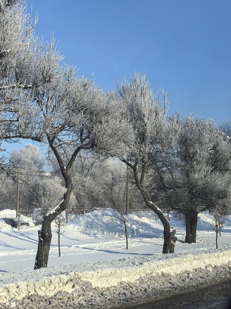 冬季风光，美丽的自然照片，冬季美丽的自然照片，树上的雪，覆雪的树枝，树枝上的霜，自然美学，美丽的冬季风光，覆雪的森林，寒冷季节的树木，寒冷天气，霜冻图片下载