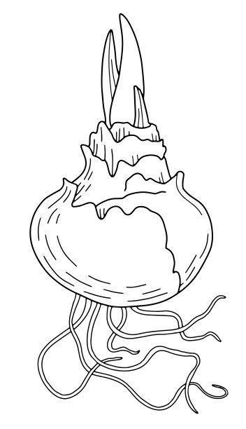 手绘植物鳞茎，带根系，黑白线条艺术插画图片下载