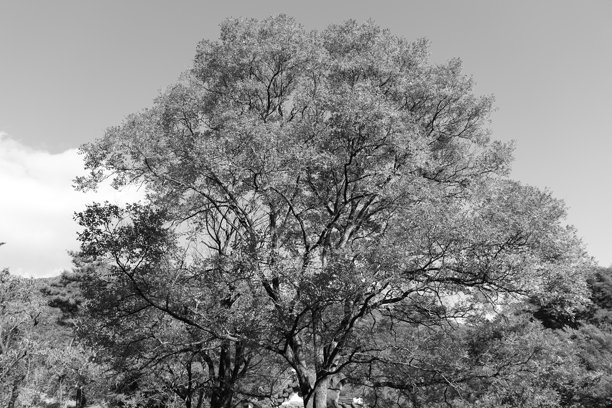 一棵美丽树木的精美照片图片下载