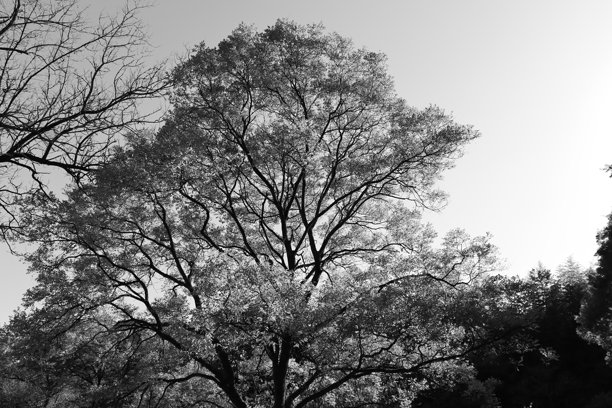 美丽的树木照片图片下载