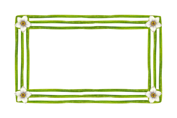 绿色茎叶和白色花朵的横向现代画框。水彩植物插画，适用于婚礼请柬、春夏假日、生态设计、文具、剪贴簿的模板。图片下载