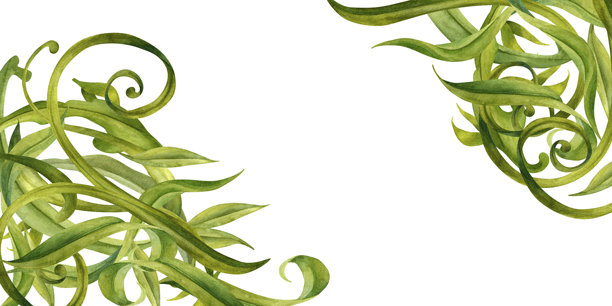 白色背景上抽象的花卉边框，饰有旋转的绿色叶子。水彩植物插画模板，适用于婚礼请柬、春夏节日、生态设计、文具、剪贴簿。图片下载