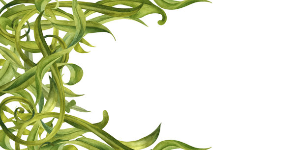 白色背景上抽象的绿色叶子漩涡花卉框架。水彩植物插画模板，适用于婚礼请柬、春夏假期、生态设计、文具、剪贴簿图片下载