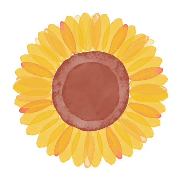 可爱的夏日手绘植物插画。一朵水彩画的向日葵图片下载