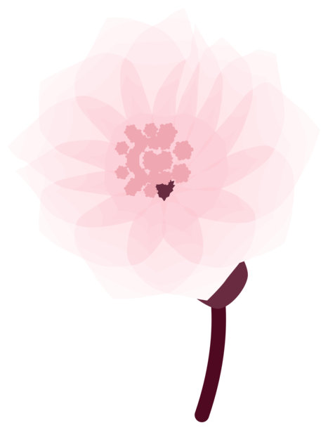 樱花，简约柔和的春季花卉插画图片下载