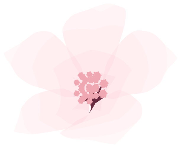 樱花，简约柔和的春季花卉插画图片下载