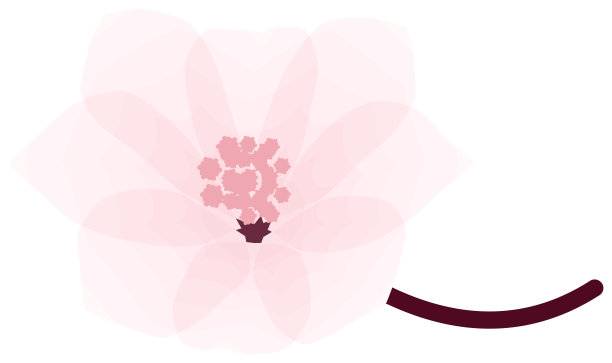樱花，简约柔和的春季花卉插画图片下载
