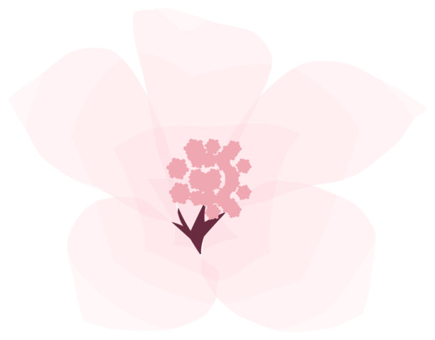 樱花，简约柔和的春日花卉插画图片下载