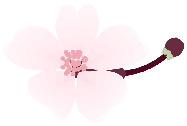 樱花，简约柔和的春季花卉插画图片下载
