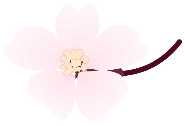 樱花，简约柔和的春季花卉插画图片下载